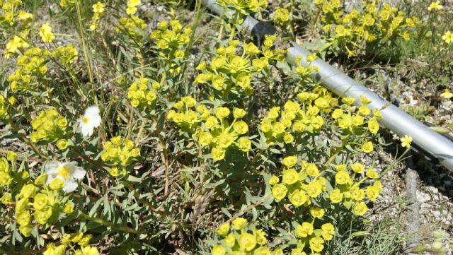Euphorbia cyparissias ed Euphorbia sp.